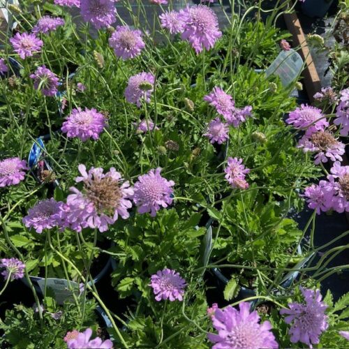 Scabiosa columbaria 'Columbaria'