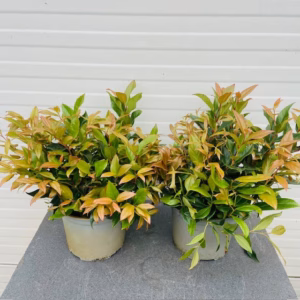 Leucothoe ''Scarletta''