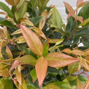Leucothoe ''Scarletta''