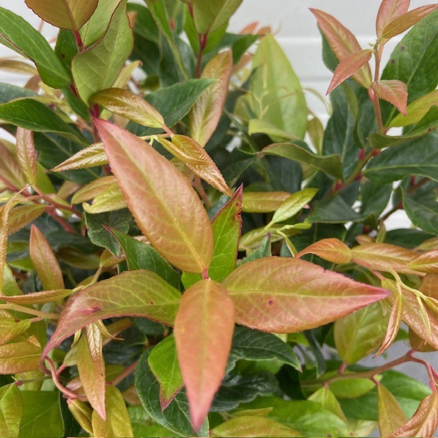 Leucothoe ''Scarletta''
