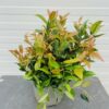 Leucothoe ''Scarletta''