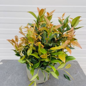 Leucothoe ''Scarletta''