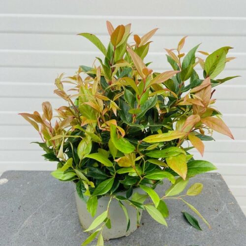 Leucothoe ''Scarletta''