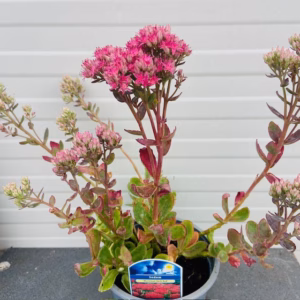 Sedum 'Munstead Dark Red'