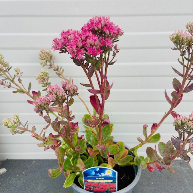 Sedum 'Munstead Dark Red'