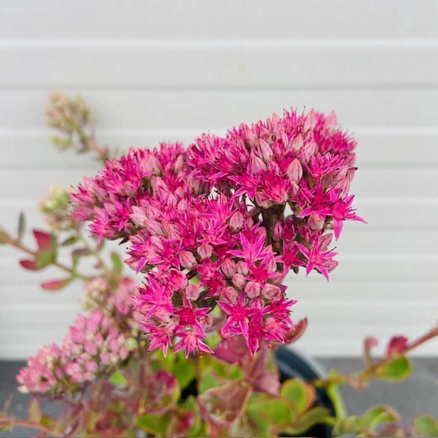 Sedum 'Munstead Dark Red'