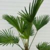 Trachycarpus Wagnerianus 90 cm