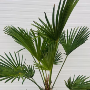Trachycarpus Wagnerianus 90 cm