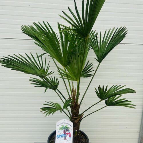 Trachycarpus Wagnerianus 90 cm