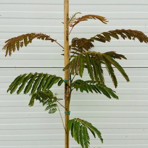 Albizia (Perzische slaapboom)