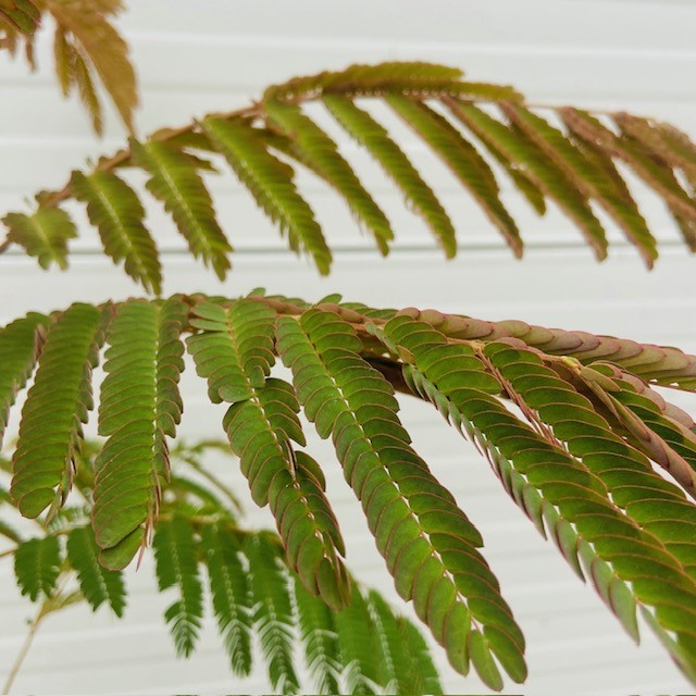 Albizia Julibrissin of Perzische slaapboom