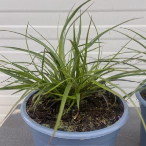 Luzula 'Nivea' (sneeuwwitte veldbies)