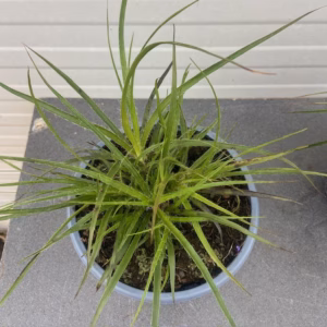 Luzula 'Nivea' (sneeuwwitte veldbies)
