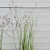 Panicum virgatum 'Heavy Metal' (Vingergras), 2 liter pot