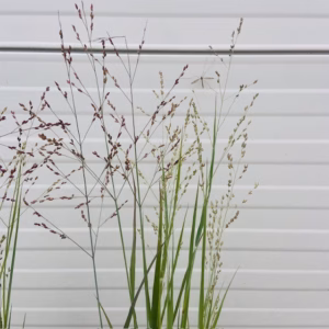 Panicum virgatum 'Heavy Metal' (Vingergras), 2 liter pot