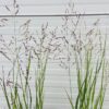 Panicum virgatum 'Heavy Metal' (Vingergras), 2 liter pot