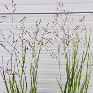 Panicum virgatum 'Heavy Metal' (Vingergras), 2 liter pot