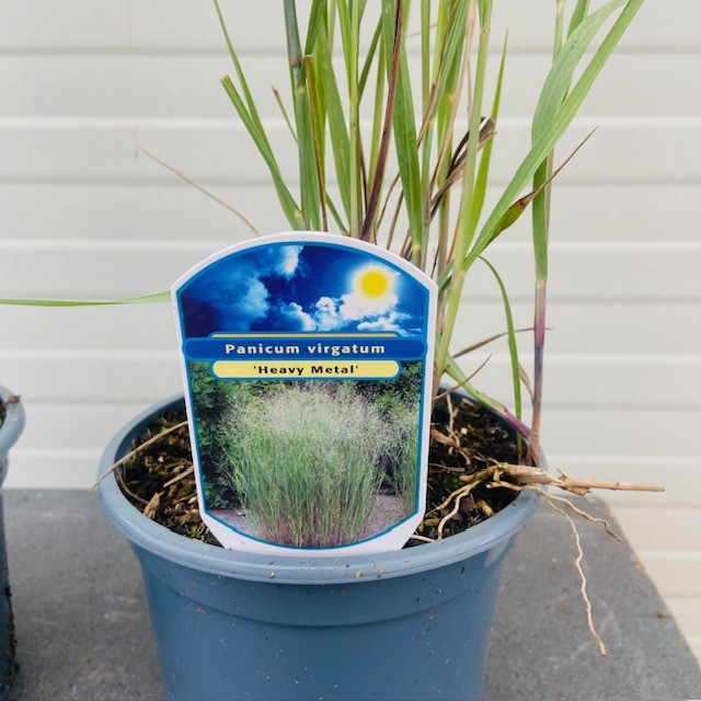 Panicum virgatum 'Heavy Metal' (Vingergras), 2 liter pot