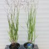 Panicum virgatum 'Heavy Metal' (Vingergras), 2 liter pot
