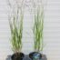 Panicum virgatum 'Heavy Metal' (Vingergras), 2 liter pot