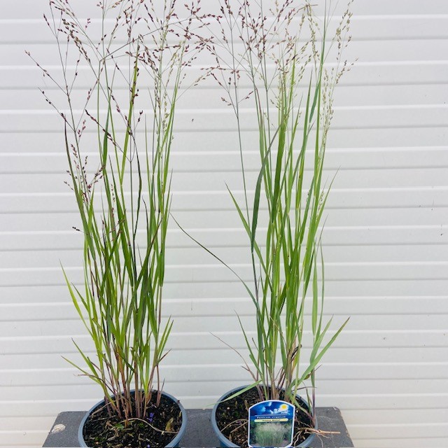 Panicum virgatum 'Heavy Metal' (Vingergras), 2 liter pot