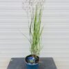 Panicum virgatum 'Heavy Metal' (Vingergras), 2 liter pot