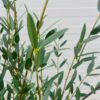 Arbutus Unedo of Aardbeiboom