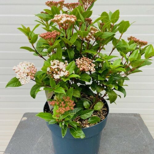 Viburnum tinus 'Spirit'