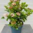 Viburnum tinus 'Spirit'