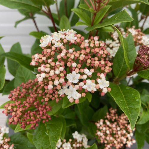 Viburnum tinus 'Spirit'