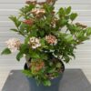 Viburnum tinus 'Spirit'