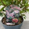Viburnum tinus 'Spirit'