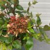 Abelia Grandiflora