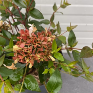 Abelia Grandiflora