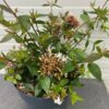 Abelia Grandiflora