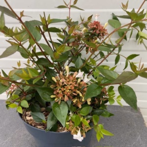 Abelia Grandiflora