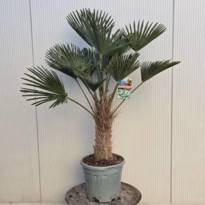 Trachycarpus Wagnerianus