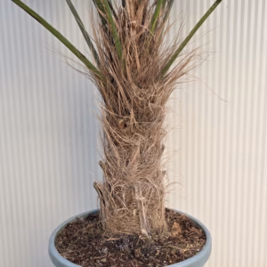 Trachycarpus Wagnerianus