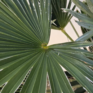 Trachycarpus Wagnerianus