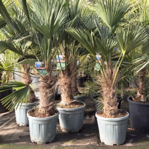 Trachycarpus Wagnerianus