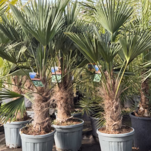 Trachycarpus Wagnerianus