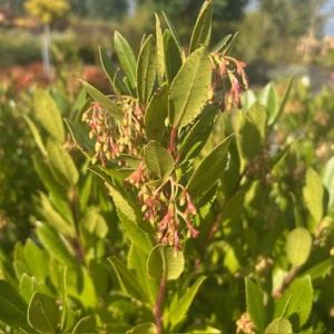 Arbutus Unedo 'Compacta' of Aardbeiboom