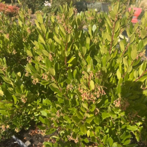 Arbutus Unedo 'Compacta' of Aardbeiboom