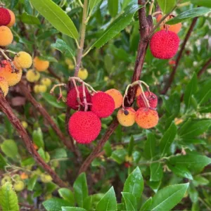 Arbutus Unedo 'Compacta' of Aardbeiboom