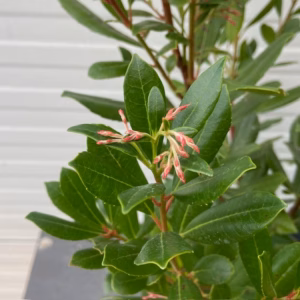 Arbutus Unedo 'Compacta' of Aardbeiboom