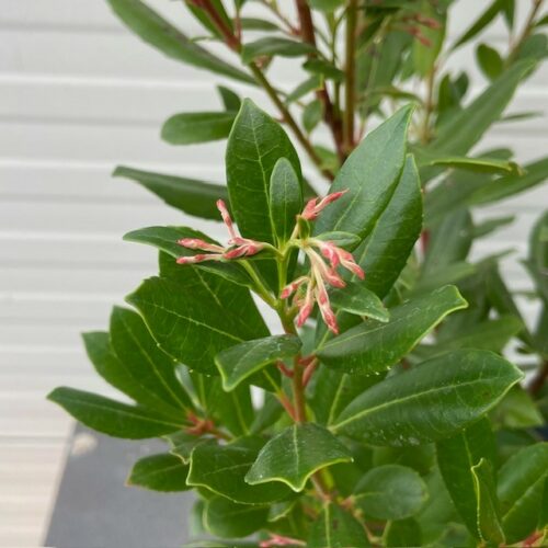 Arbutus Unedo 'Compacta' of Aardbeiboom