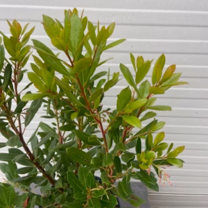 Arbutus Unedo 'Compacta' of Aardbeiboom