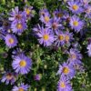 Aster 'Wood's Purple' (dwergaster)