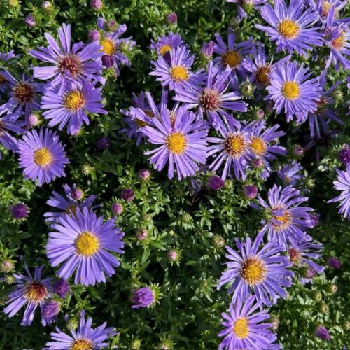 Aster 'Wood's Purple' (dwergaster)