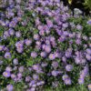 Aster 'Wood's Purple' (dwergaster)